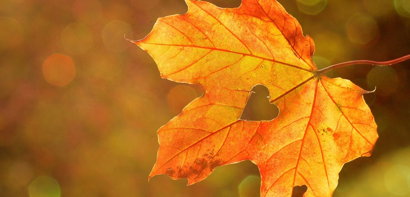 pregatirea corpului pentru toamna